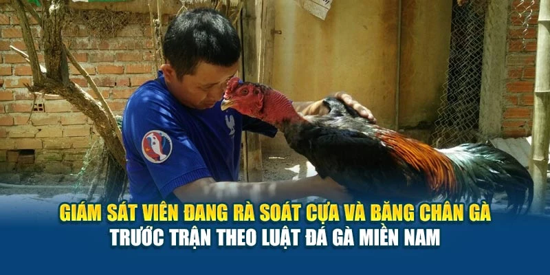 Luật Đá Gà Miền Nam - Những Quy Tắc Thi Đấu Cụ Thể Nhất 7 Giám sát viên đang rà soát cựa và băng chân gà trước trận theo luật đá gà miền Nam