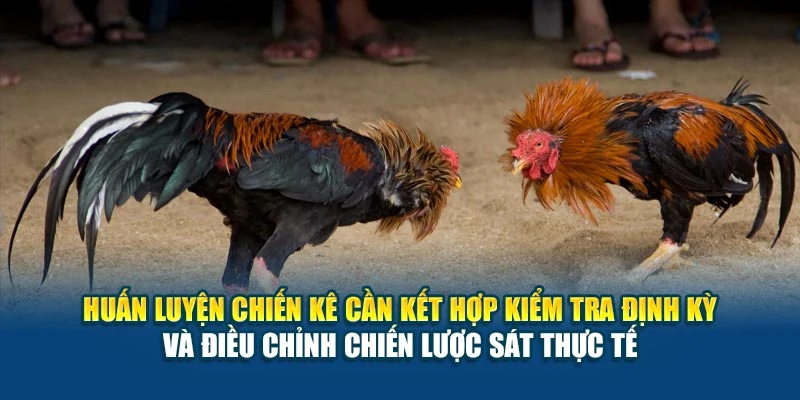 Huấn luyện chiến kê cần kết hợp kiểm tra định kỳ và điều chỉnh chiến lược sát thực tế