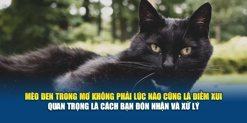 Mơ Thấy Mèo Đen Có Điềm Gì? Ý Nghĩa Hên Hay Xui? 7 Mèo đen trong mơ không phải lúc nào cũng là điềm xui – quan trọng là cách bạn đón nhận và xử lý